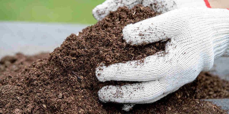 Peat Moss