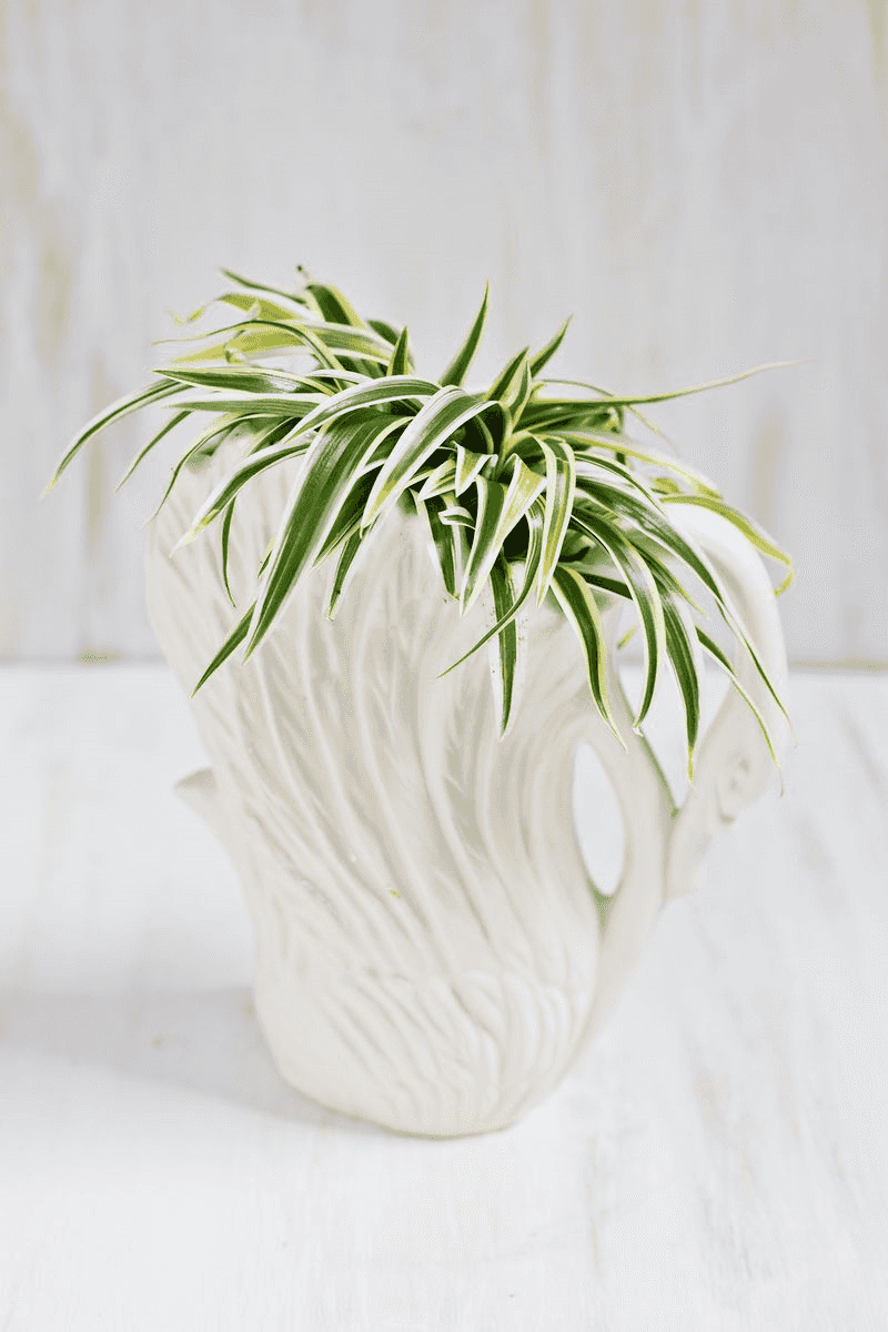 Cascading Spider Plants