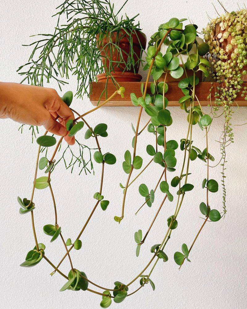 Peperomia Hope