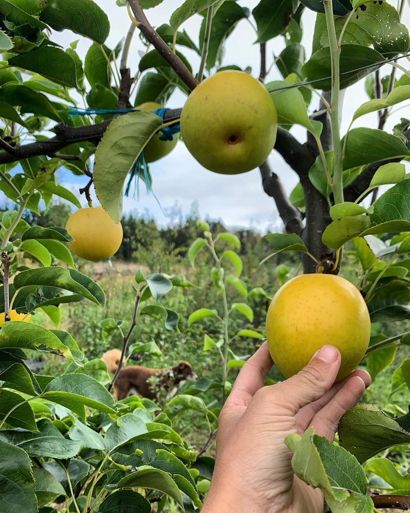 Pear