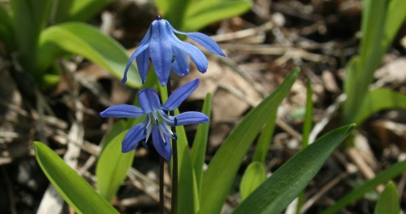 Scilla