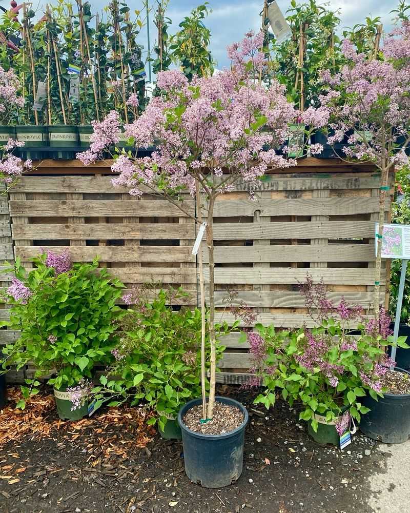 Palibin Lilac