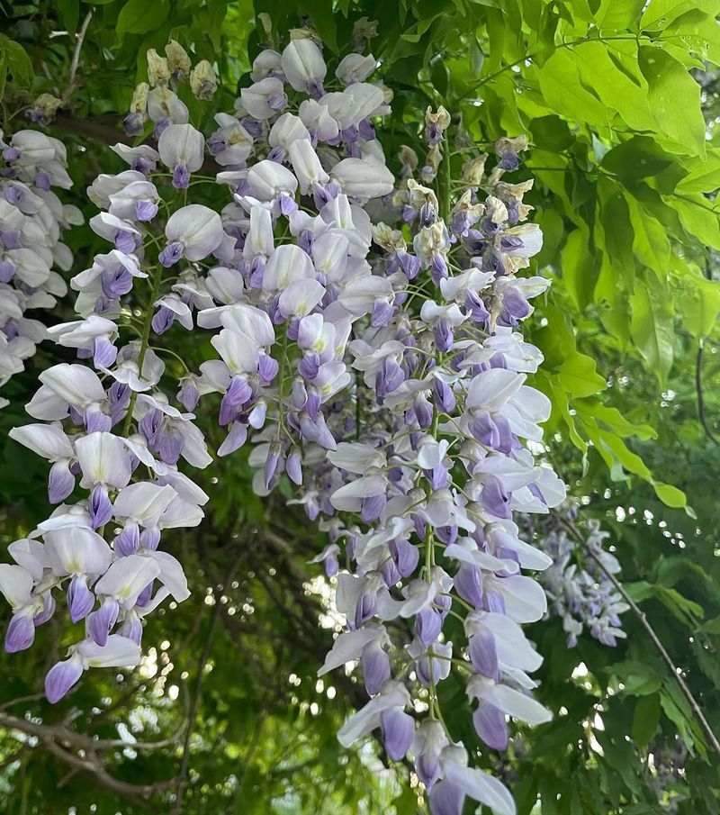 Wisteria