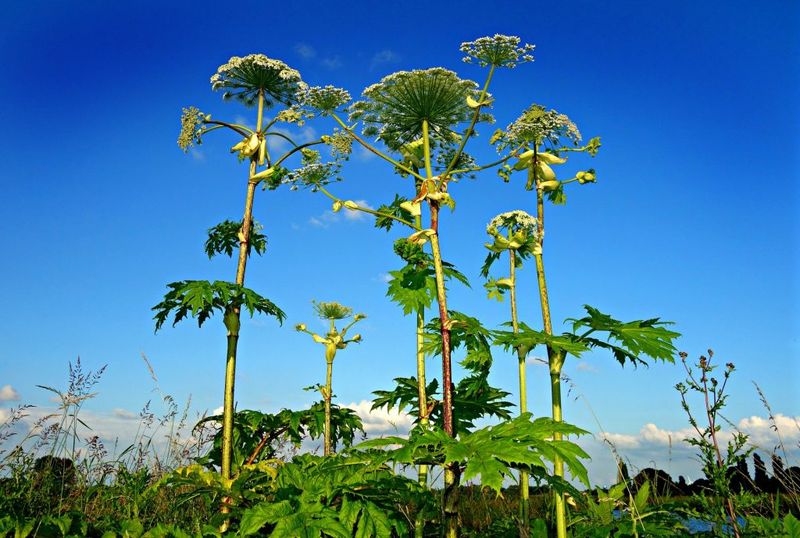 Giant Hogweed: The Burn-Inducing Giant