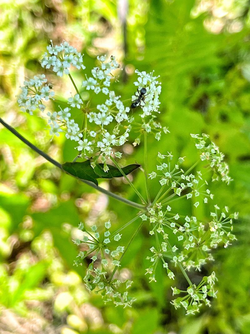 Water Hemlock: The Deadliest Plant In North America