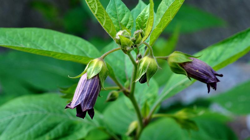 Deadly Nightshade: Beauty With A Fatal Side