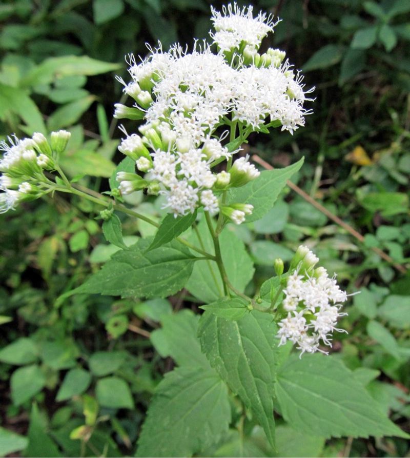 White Snakeroot: The Milk Poisoner