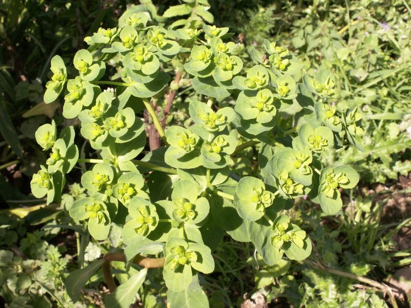 Spurge: The Milky Menace