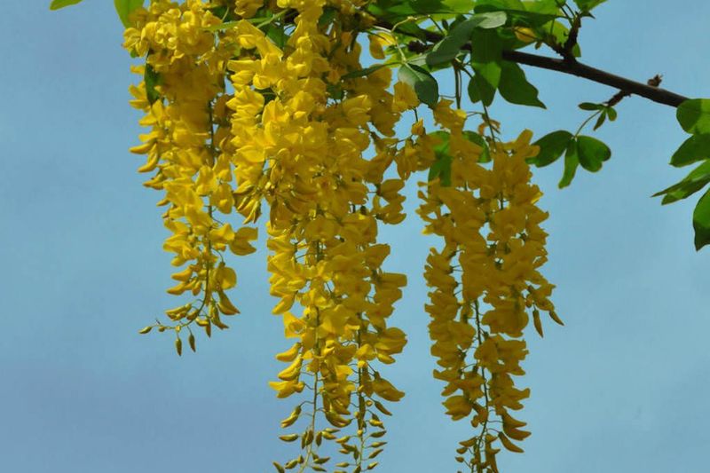 Golden Chain's Beautiful Deception