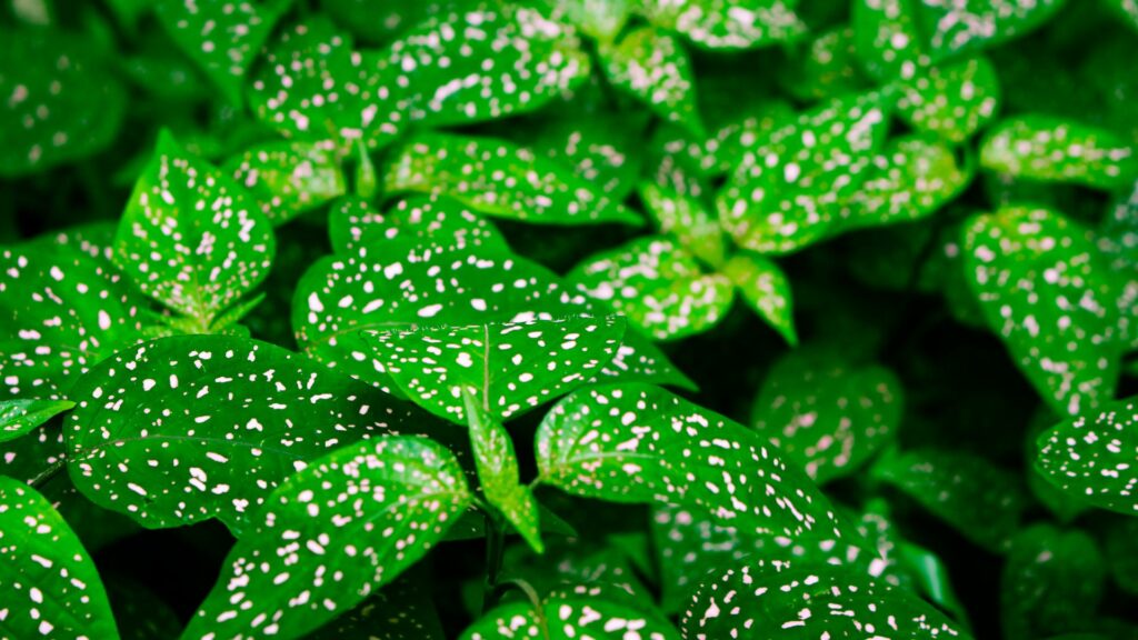 Polka Dot Plant