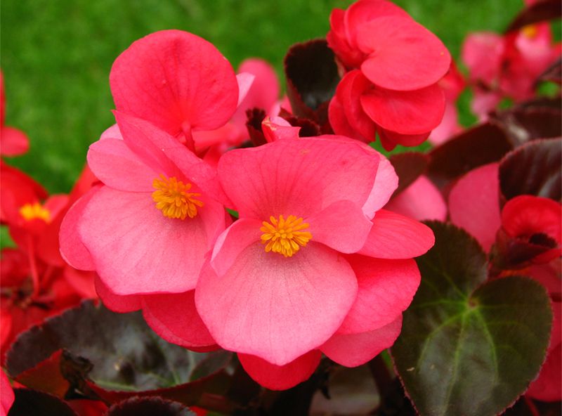 Begonias