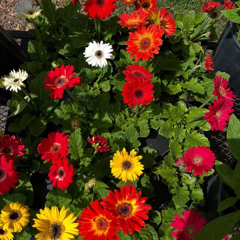 Gerbera Daisies