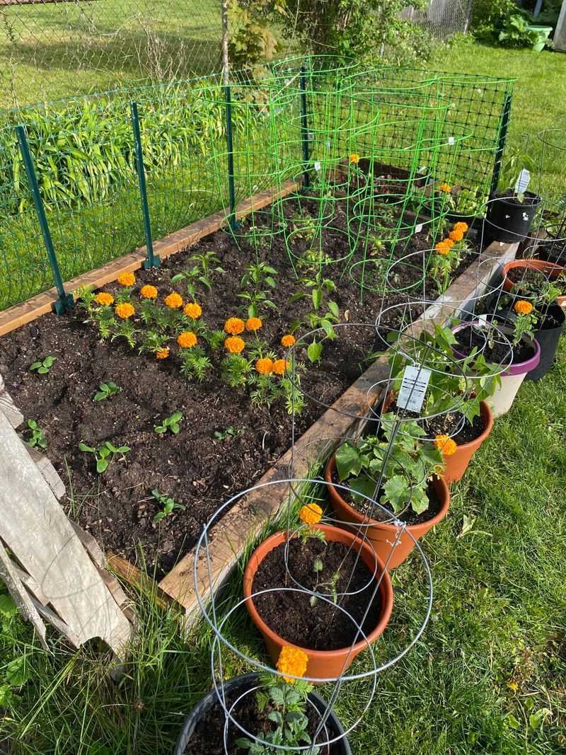 Companion Planting Strategies