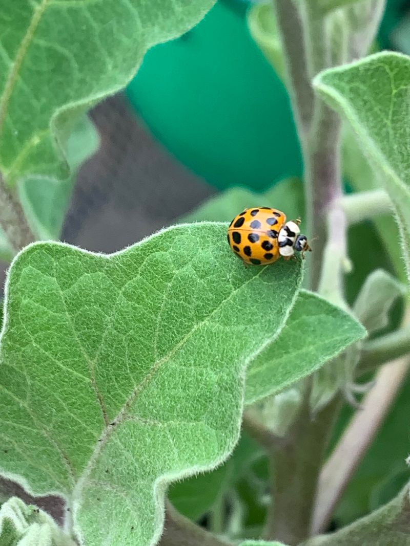 Indicator Species Excellence