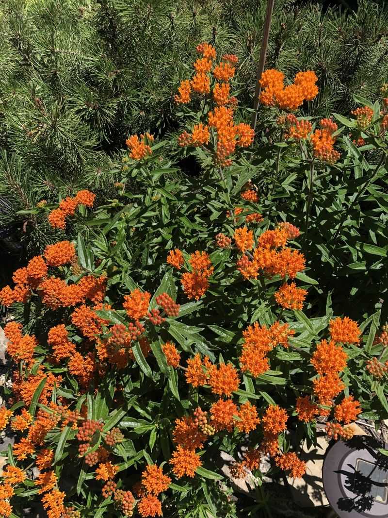 Garden Growth Boosters