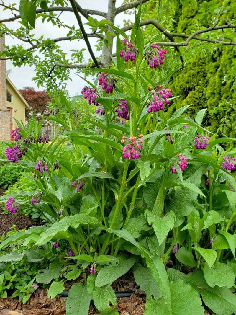 Hardy Comfrey Plants