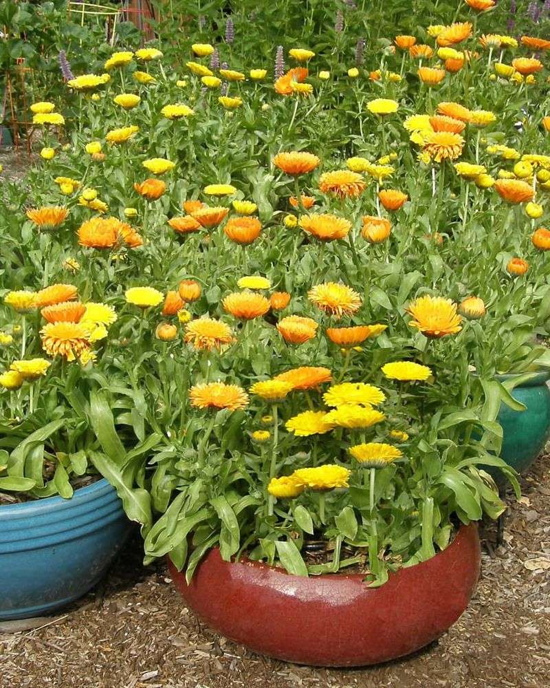 Drought-Tough Doorway Plants