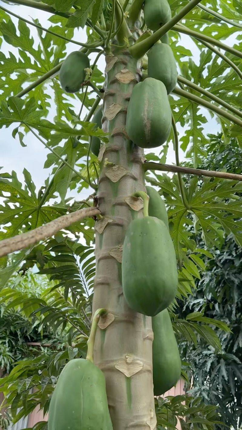 Papaya