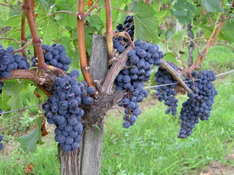 Grapes: Vineyard Treasures