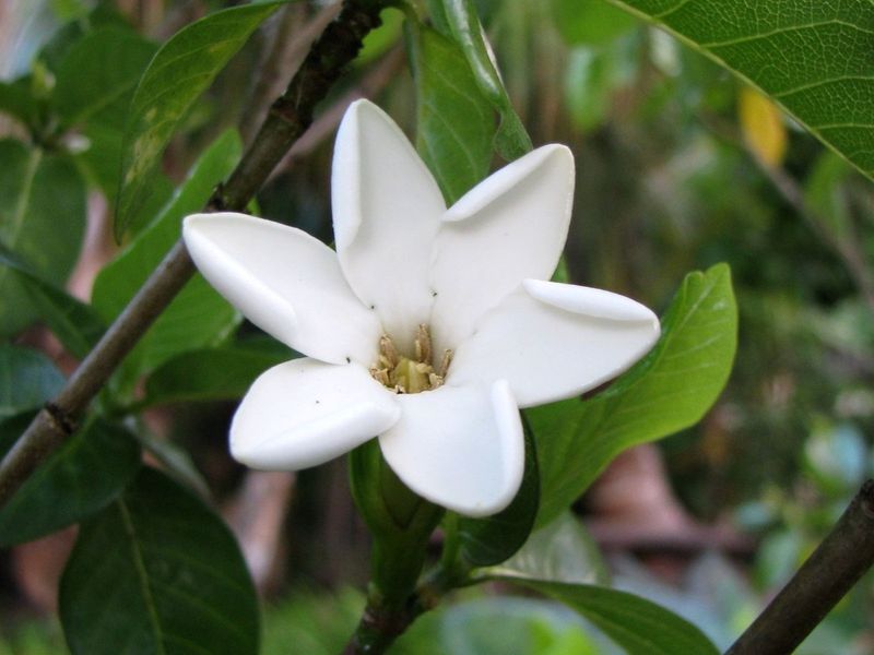 Hawaiian Gardenia