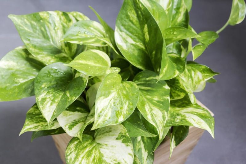 Pothos