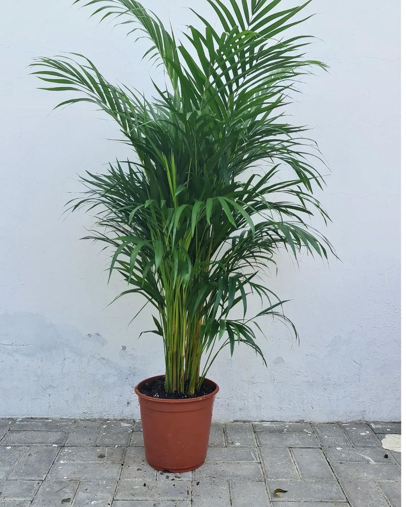 Areca Palm