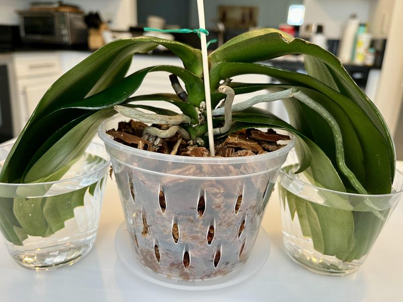 Repotting Trauma