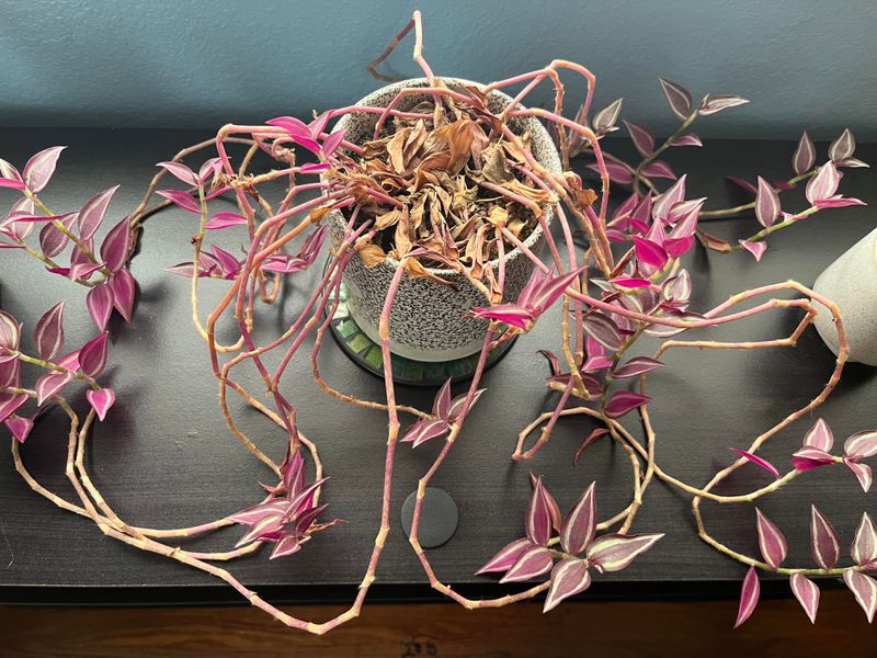 Aging Plant Issues