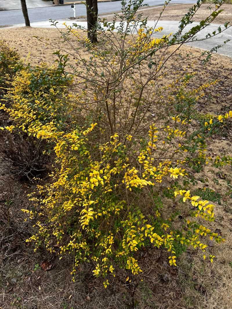 Improper Pruning Techniques