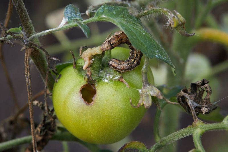 Increased Pest Attraction