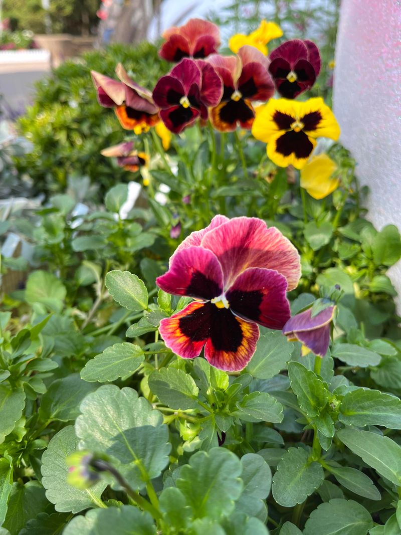 Single-Season Planting Schemes