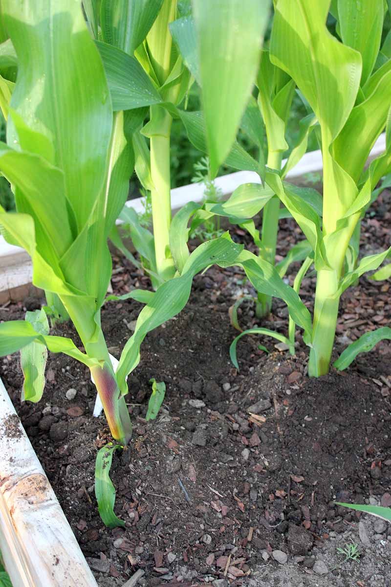 Forgetting To Support Tall Varieties