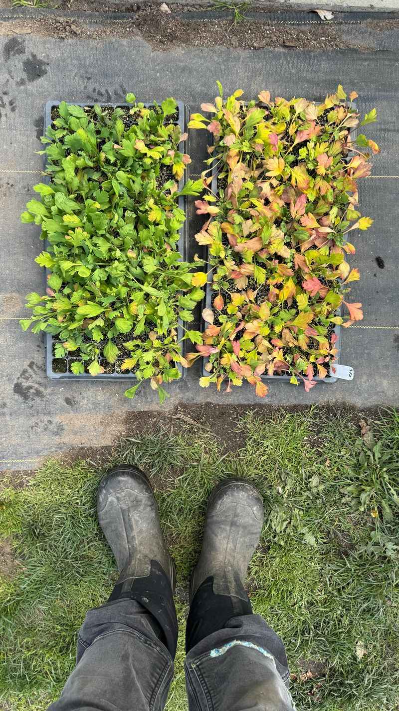 Starting Too Many Seeds