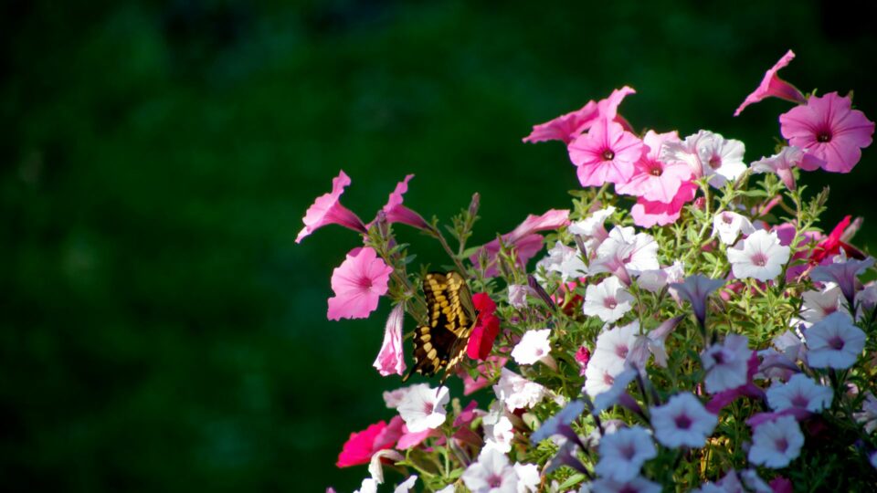 15 Popular Garden Center Flowers That Are Actually Terrible For Bees ...