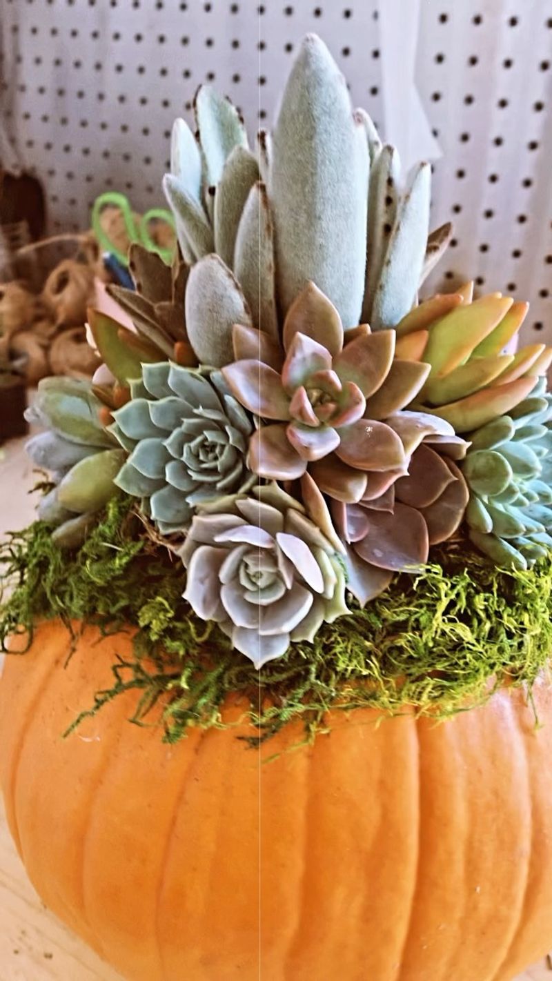 Succulent-Topped Pumpkins