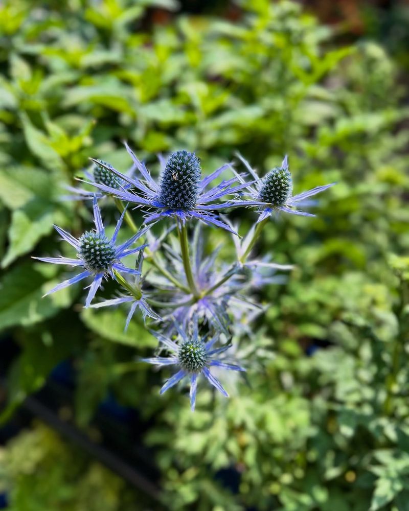 Sea Holly