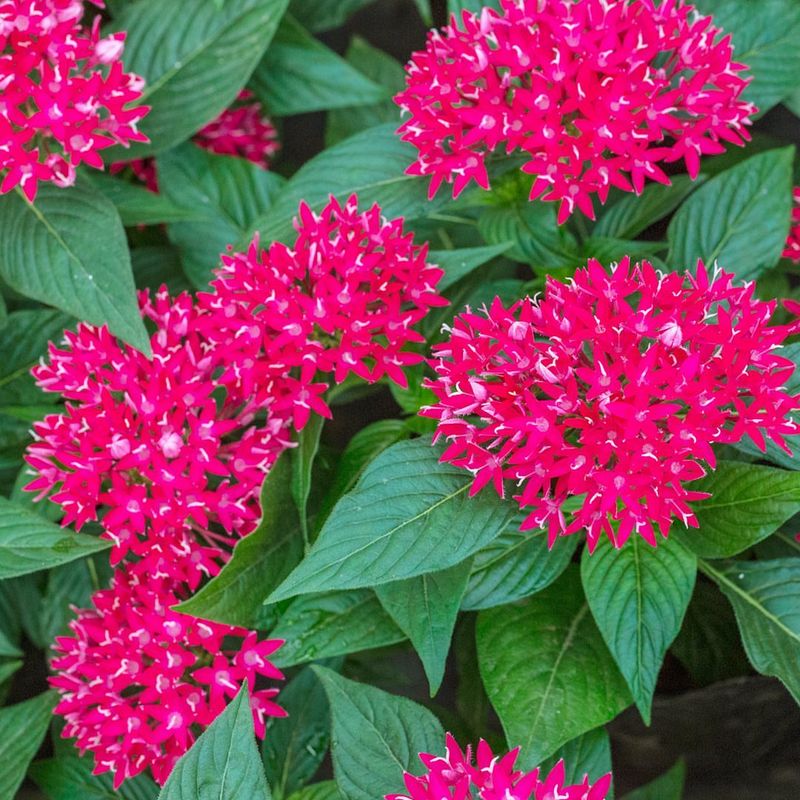Pentas: Star-Shaped Clusters