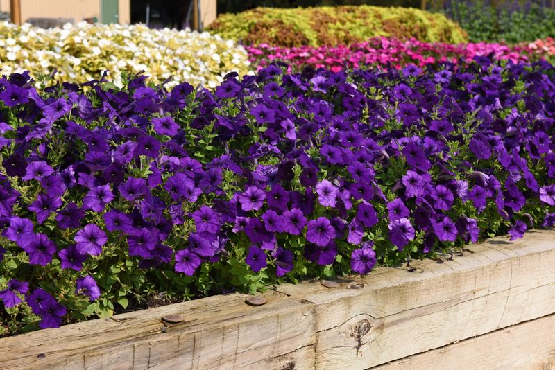 Petunias from Seed - Budget-Friendly Bloomers
