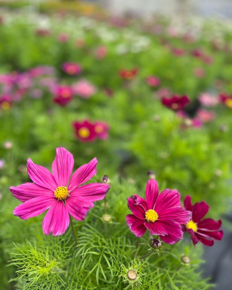 Cosmos