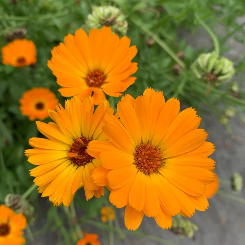 Calendula