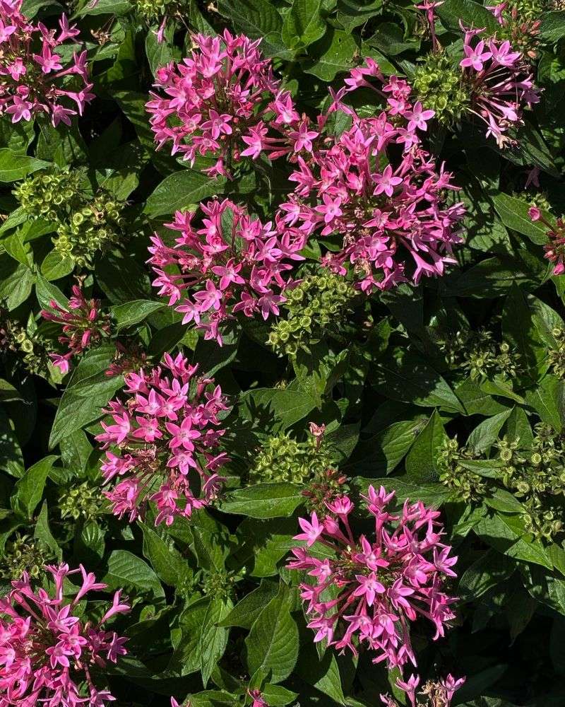 Pentas and Scaevola