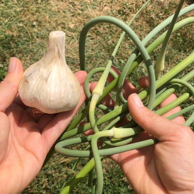 Garlic