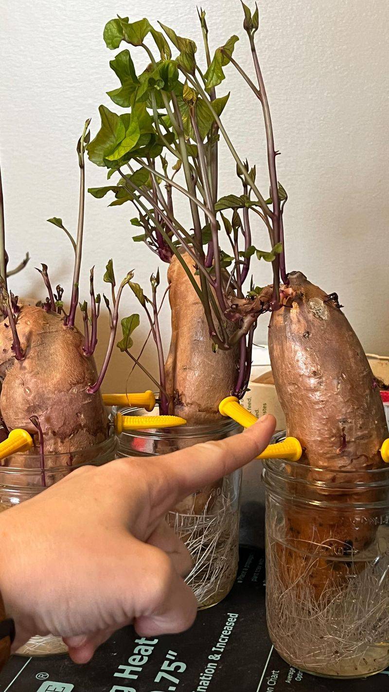 Sweet Potatoes