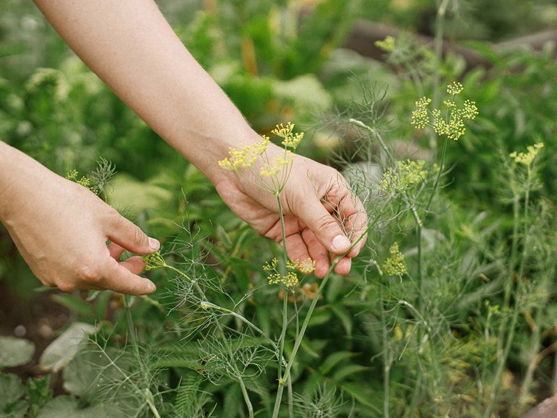 Dill: A Timing Mismatch