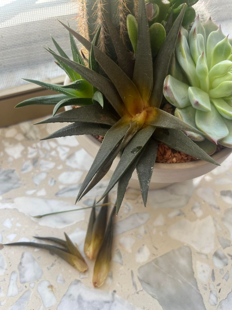 Can Retain Too Much Moisture