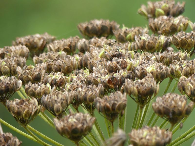 Rapid Spread Through Seeds