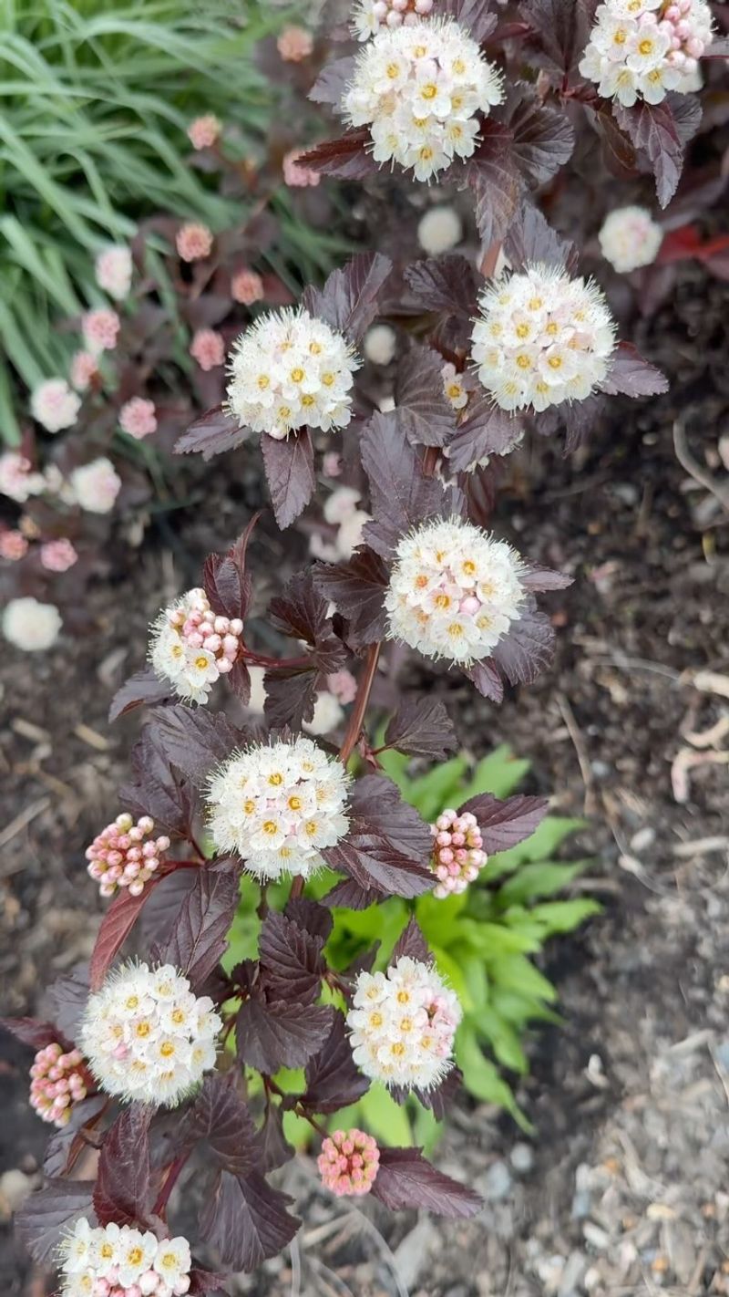 Ninebark