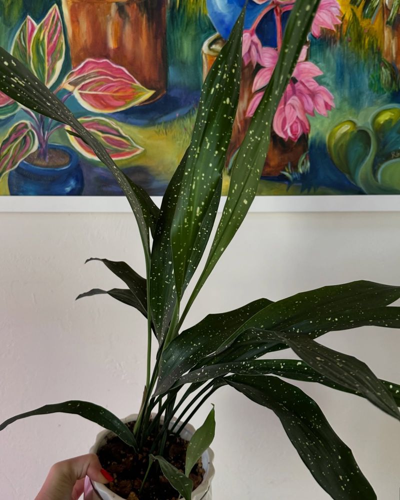 Cast Iron Plant