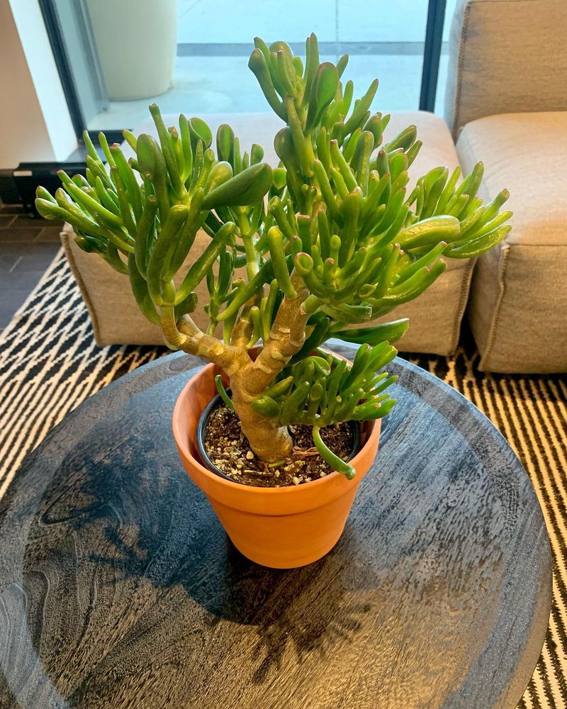 Crassula