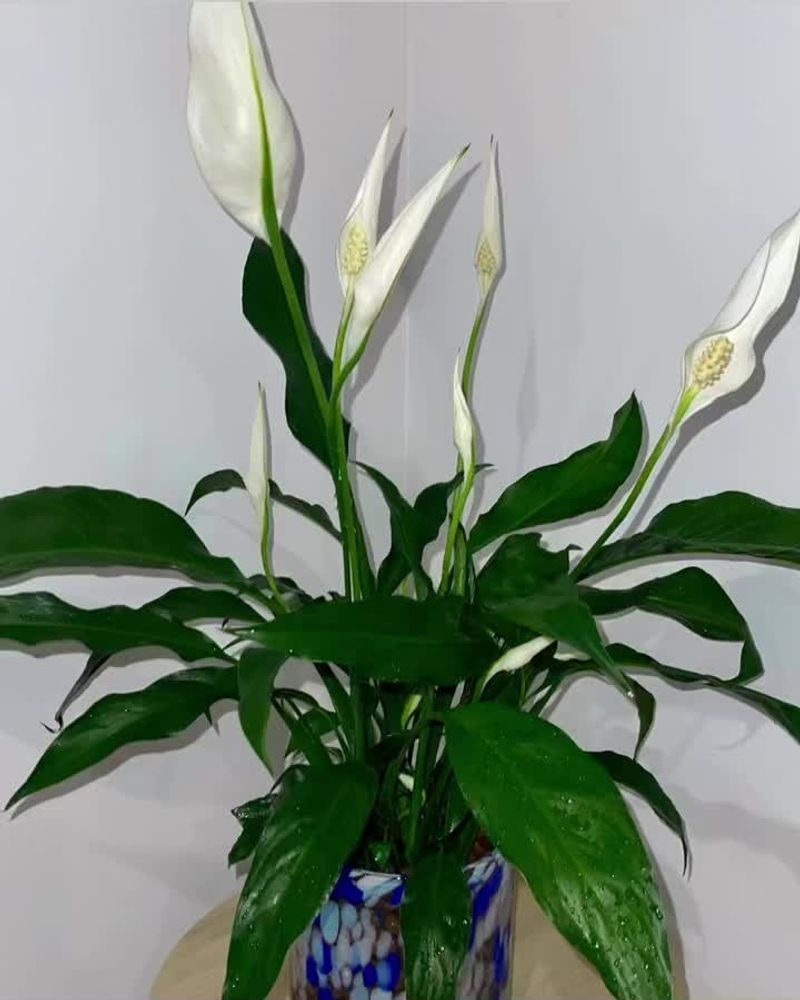 Peace Lily